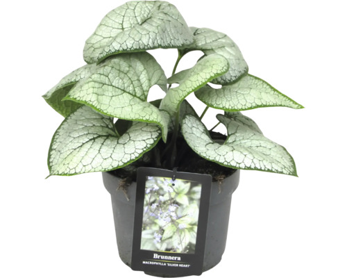 Pomněnka kavkazská ''Silver Heart'' v květináči