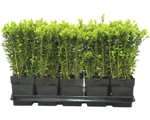 Sazenice zimostrázu v květináčích na pěstební desce