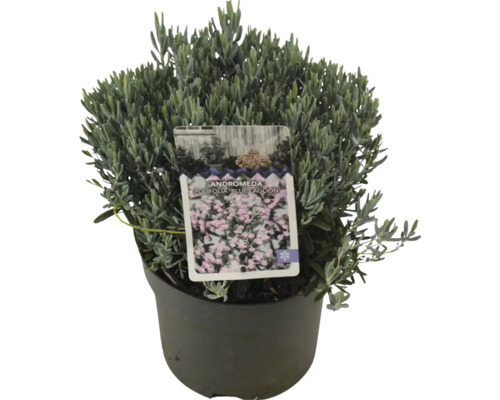 Kyhanka sivolistá Blue Lagoon v květináči