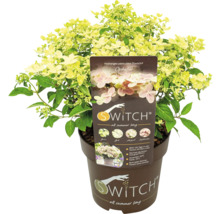 Latnatá hortenzie Switch Ophelia v květináči