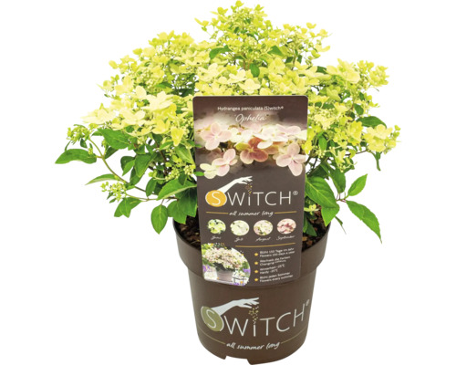 Latnatá hortenzie Switch Ophelia v květináči