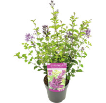 Kvetoucí zakrslý šeřík v květináči