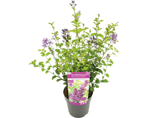 Kvetoucí zakrslý šeřík v květináči