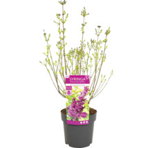 Mladý šeřík ''Boomerang Dark Purple'' v květináči