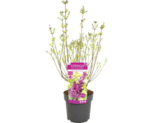 Mladý šeřík ''Boomerang Dark Purple'' v květináči