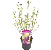 Mladá rostlina Syringa v květináči s etiketou