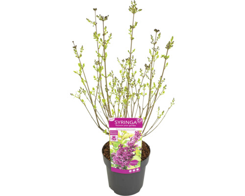 Mladá rostlina Syringa v květináči s etiketou