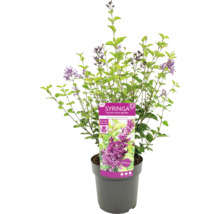 Okrasný keř Syringa v květináči