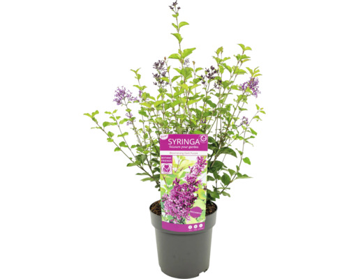 Okrasný keř Syringa v květináči