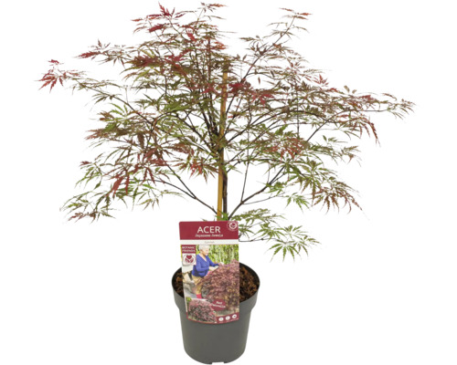 Japonský javor v květináči