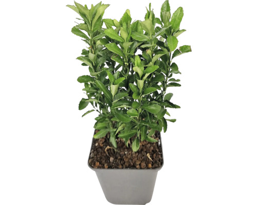 Brslen japonský zelený FloraSelf Euonymus japonicus 'Green Spire' květináč Ø 9 cm Brslen pěstovaný v květináči se zelenými listy pro venkovní použití.