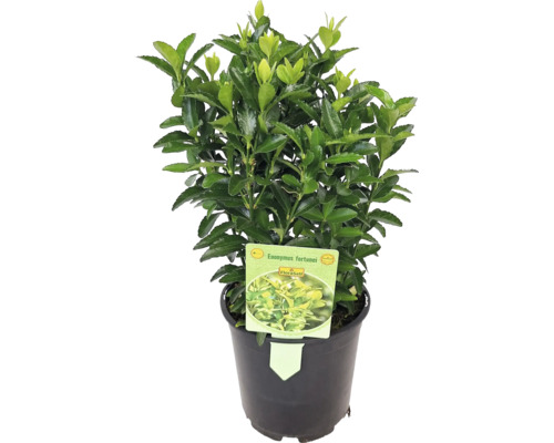 Brslen japonský zelený FloraSelf Euonymus japonicus 'Green Spire' květináč Ø 13 cm Brslen Fortuneův v květináči