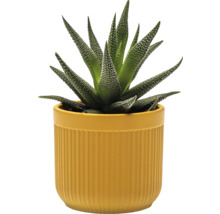 Haworthia pruhovaná v květináči