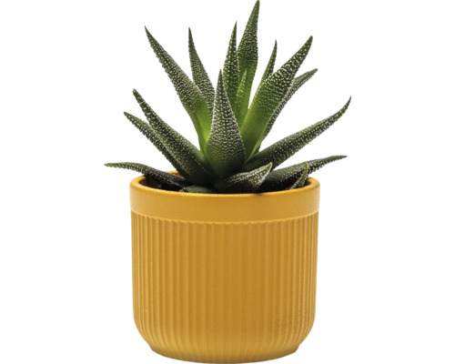 Haworthia pruhovaná v květináči