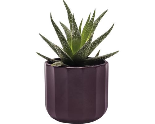 Hawortie zebrovaná v květináči