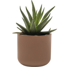 Haworthia pokojová rostlina v květináči