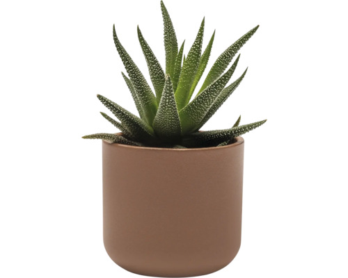 Haworthia pokojová rostlina v květináči