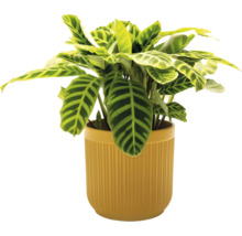 Pokojová rostlina Calathea v květináči