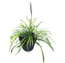 Rostlina Liriope Muscari v květináči