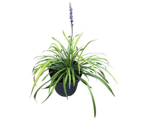 Rostlina Liriope Muscari v květináči