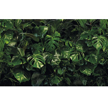 Hustá kolekce listů Monstera pro tropickou atmosféru