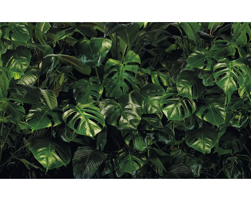 Hustá kolekce listů Monstera pro tropickou atmosféru