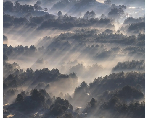 Pohled na les v mlze s dopadajícím slunečním světlem