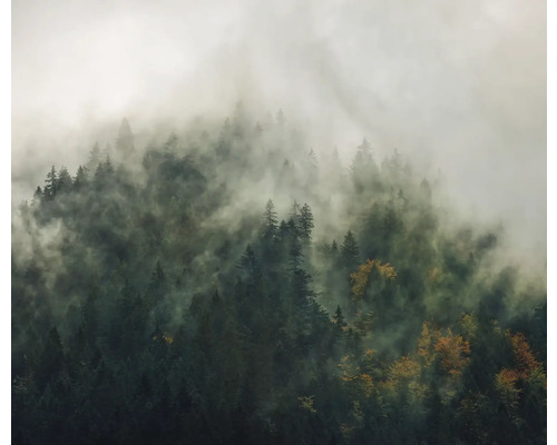 Pohled na zalesněný horský svah v mlze