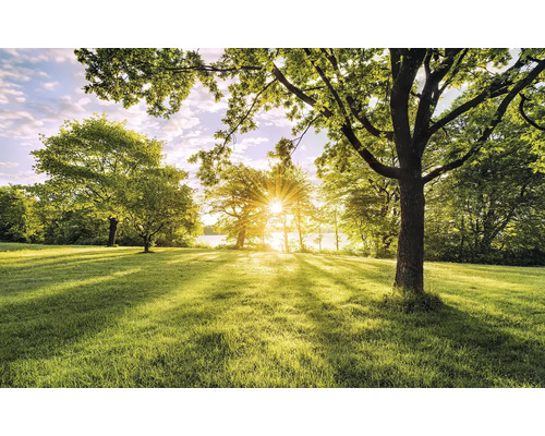 Světlá tráva se stromy a slunečním svitem