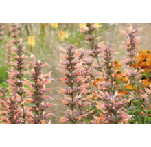 Detailní pohled na rostliny Agastache na zahradě.