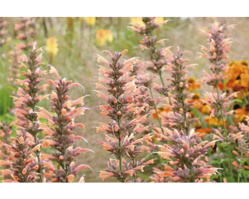 Detailní pohled na rostliny Agastache na zahradě.