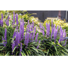 Rostlina Liriope Muscari s fialovými květy a zelenými listy na zahradě.