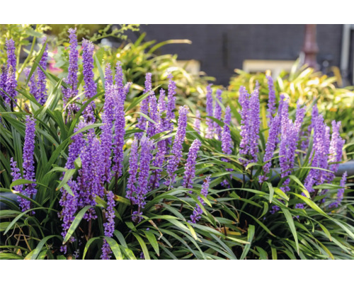 Rostlina Liriope Muscari s fialovými květy a zelenými listy na zahradě.