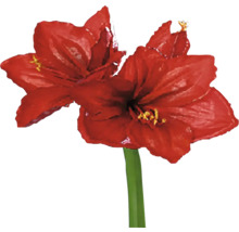 Amarylis s červeným květem