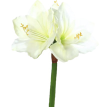 Amarylis s květy a stonkem