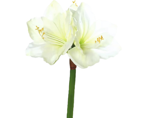 Amarylis s květy a stonkem