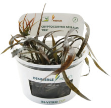 Dennerle Cryptocoryne spiralis 'Red' v in vitro kelímku, akvarijní rostlina.
