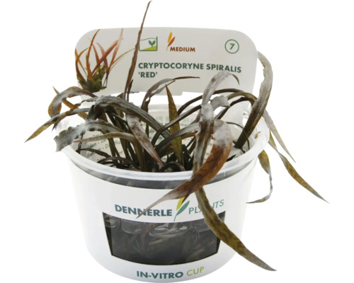 Vodní rostlina Cryptocoryne spiralis 'Red' CUP Dennerle Cryptocoryne spiralis 'Red' v in vitro kelímku, akvarijní rostlina.