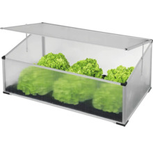 Pařeniště se sazenicemi salátu