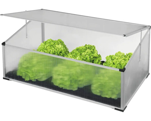 Pařeniště se sazenicemi salátu