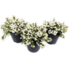 Tři rostliny Symphoricarpos v květináčích