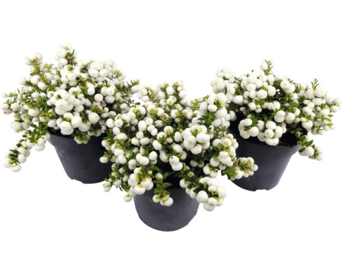 Tři rostliny Symphoricarpos v květináčích
