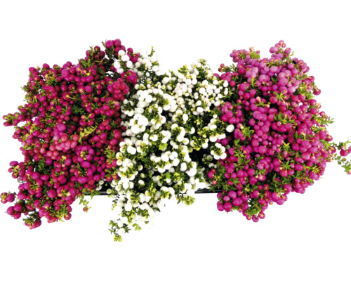 Libavka hrotitá červená FloraSelf Gaultheria mucronata 15-30 cm květináč 1,2 l Pohled shora na krásnoplod s bobulemi