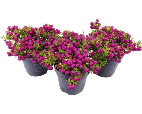 Libavka hrotitá FloraSelf Gaultheria mucronata výška 15-30 cm květináč 1,2 l růžová Tři květináče s rostlinou Libavka