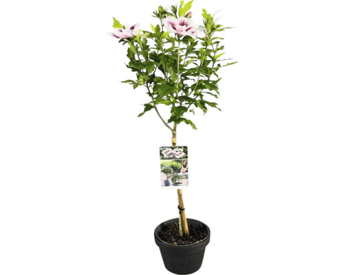 Ibiškový keř v květináči s květy