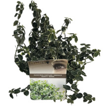 Stálezelený popínavý keř Euonymus fortunei 'Emerald Gaiety' v květináči