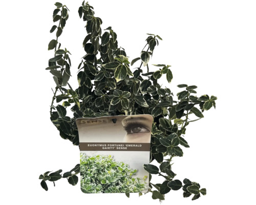 Brslen Fortunův bíle panašovaný FloraSelf Euonymus fort. 'Emerald Gaiety' 15-20 cm květináč 2 l Stálezelený popínavý keř Euonymus fortunei 'Emerald Gaiety' v květináči
