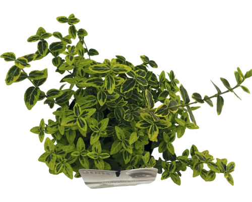 Brslen Fortunův žlutě panašovaný FloraSelf Euonymus fortunei 'Emerald 'n' Gold' 15-20 cm květináč 2 l Brslen Fortuneův se zelenožlutými listy