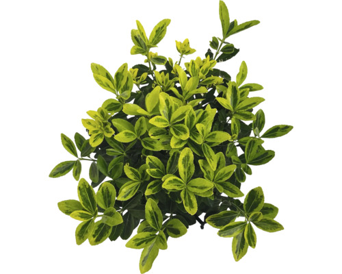 Brslen japonský FloraSelf Euonymus japonicus 'Marieke' výška 30-40 cm květináč 5 l Stálezelený brslen s zelenožlutými listy