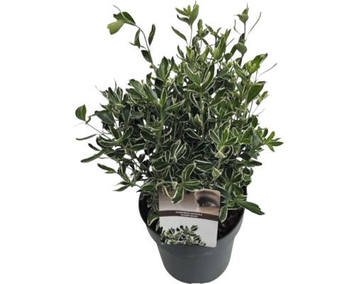 Brslen japonský drobnolistý 'Susan' FloraSelf Euonymus japonicus 'Susan' 25-30 cm květináč 5 l Brslen japonský v květináči